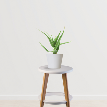Aloe vera indoor plant